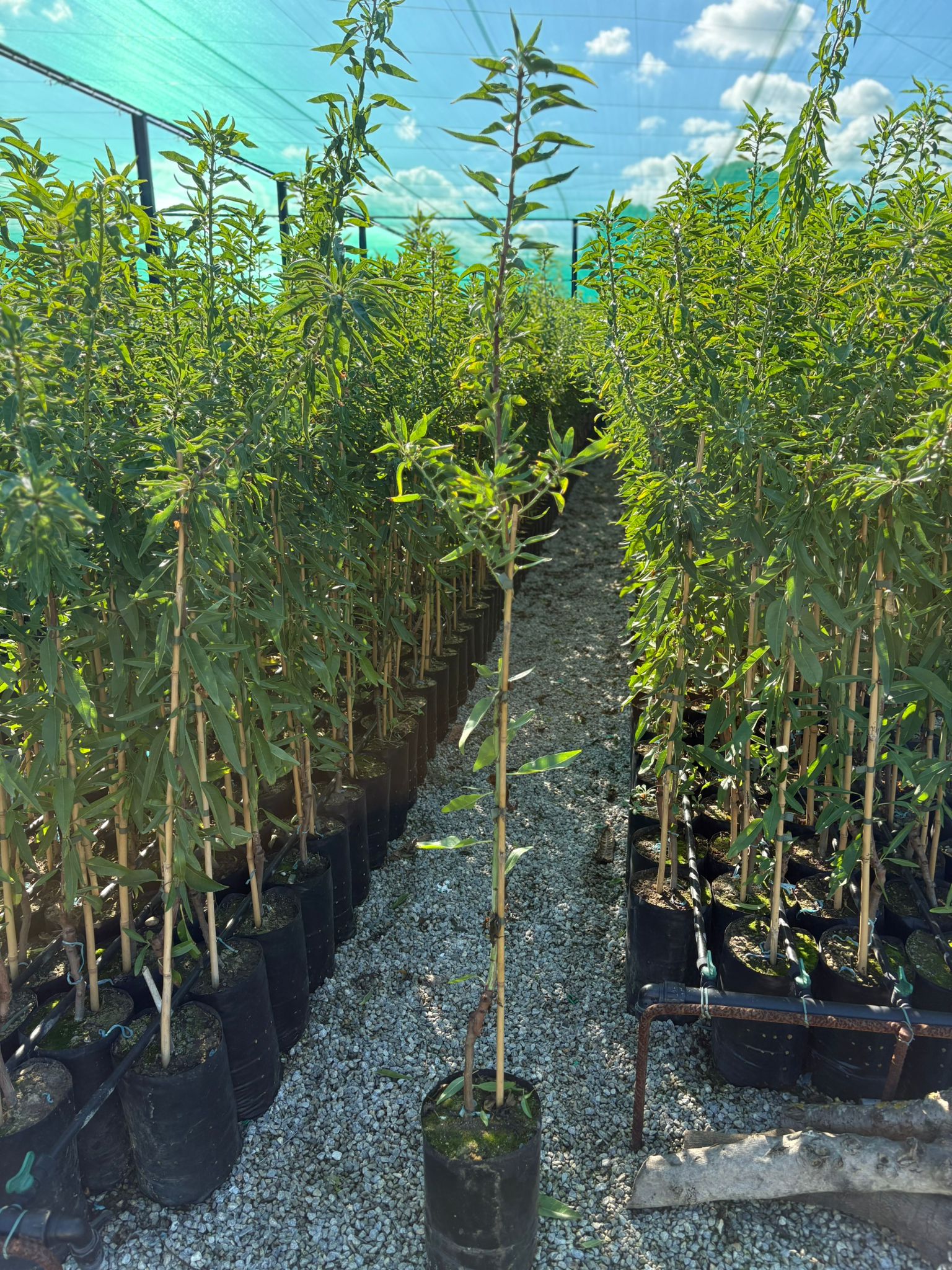 Pianta di Mandorlo Certificata Varietà Tuono Innestata su GF - PARISI GOLDEN GROVE