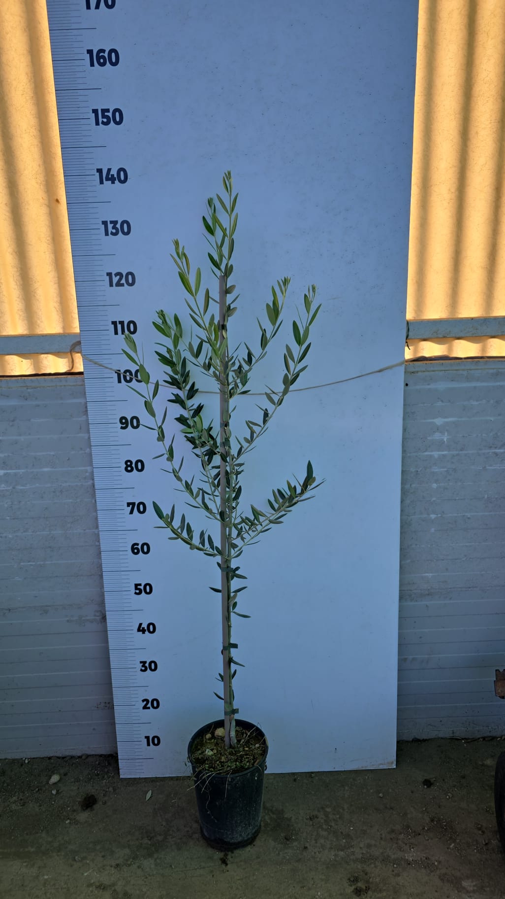 Pianta di Ulivo Certificata Varietà Leccino 18 Mesi - PARISI GOLDEN GROVE